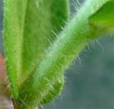  Stem